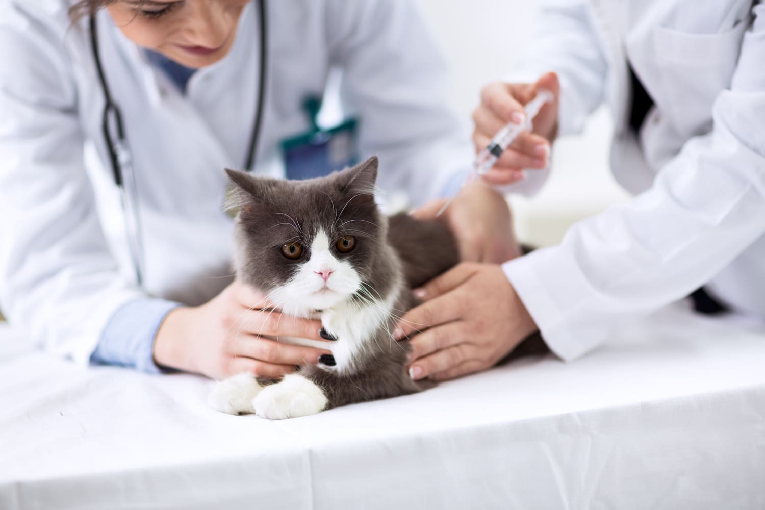 gato veterinario