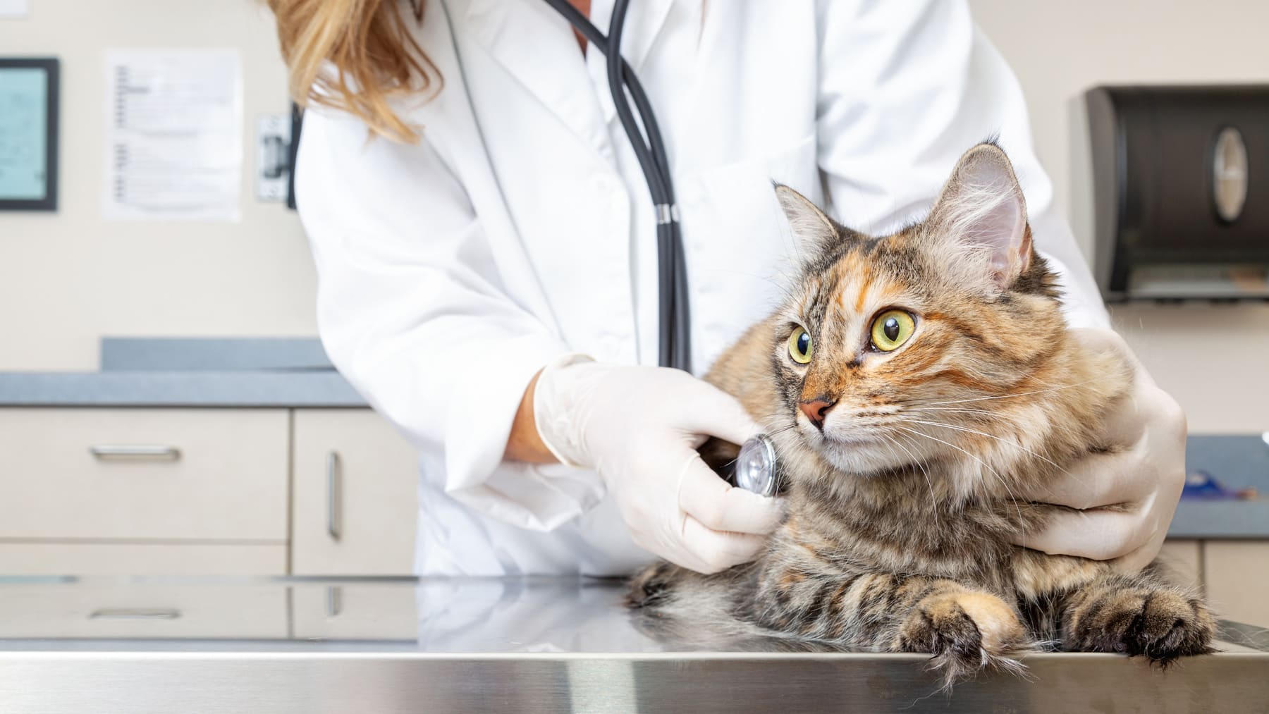 gato veterinario