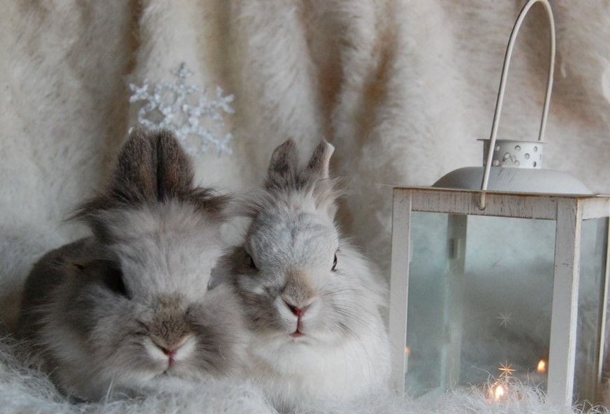 conejos