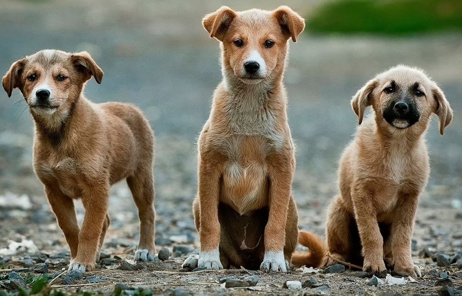 cachorros